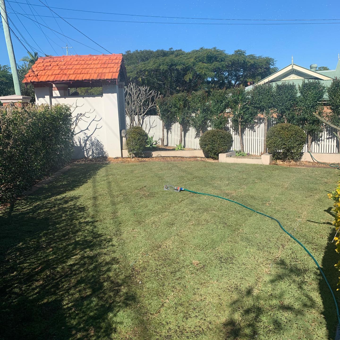 Freshly laid lawn with sprinkler watering new turf in Toowong