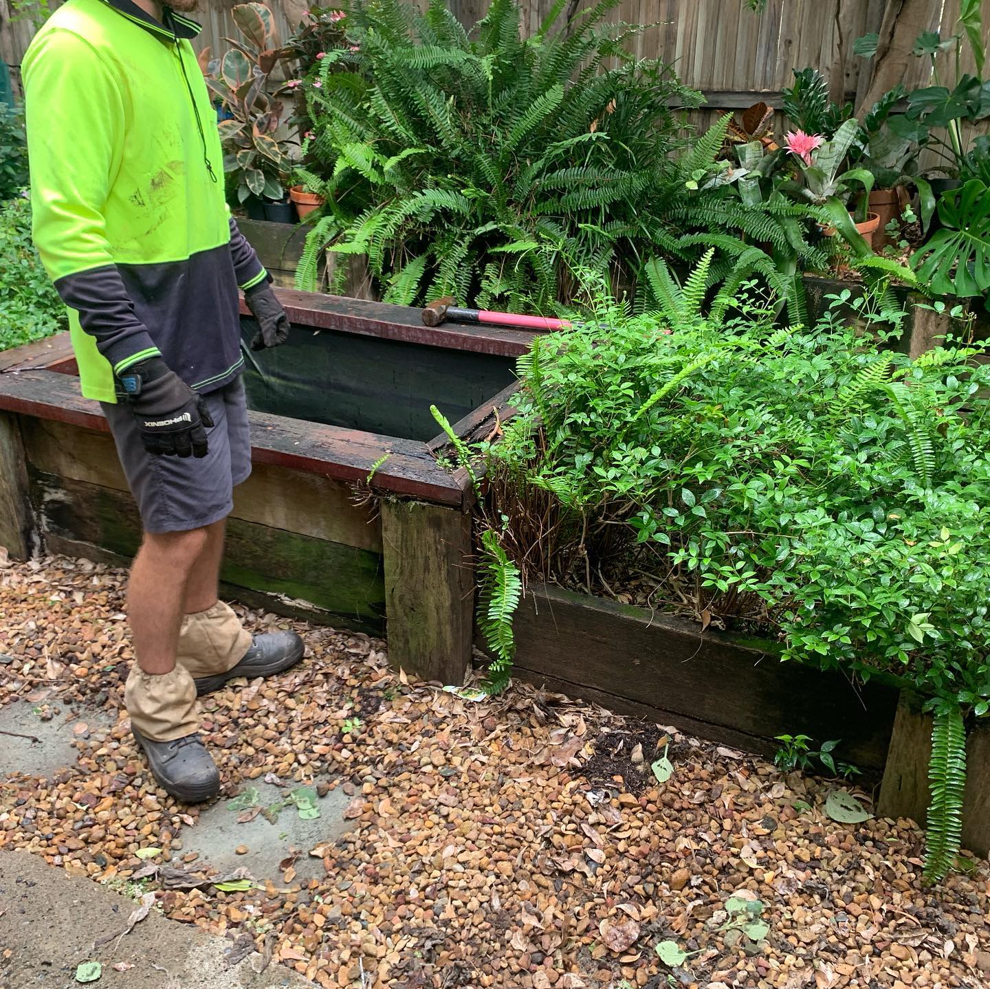 Team member inspecting raised garden bed with lush ferns in Red Hill