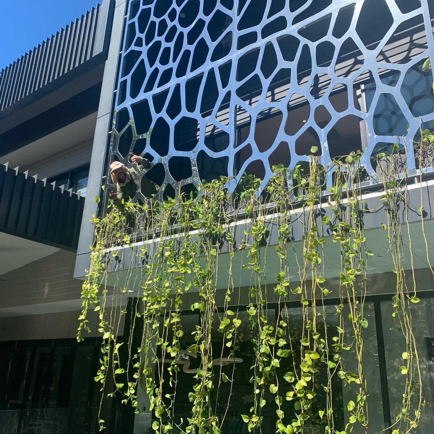 Modern building with decorative screen and trailing green vines in Brisbane CBD